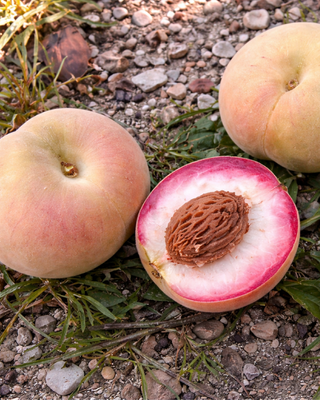 PIANTA DI PESCA DELLA VIGNA "PRUNUS PERSICA"