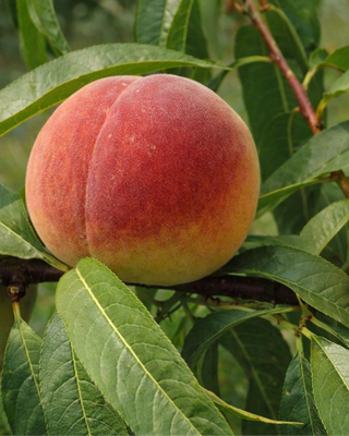 PIANTA DI PESCA J.H. HALE "PRUNUS PERSICA"