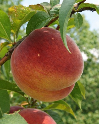 PIANTA DI PESCA MICHELINI "PRUNUS PERSICA"
