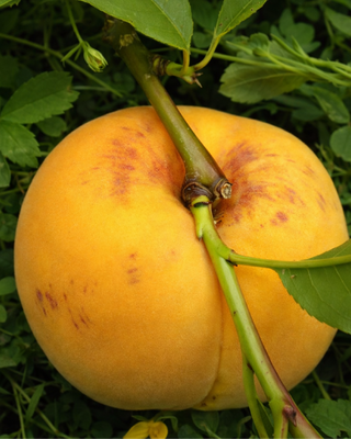 PIANTA DI PESCA PERCOCCA DI SETTEMBRE "PRUNUS PERSICA"