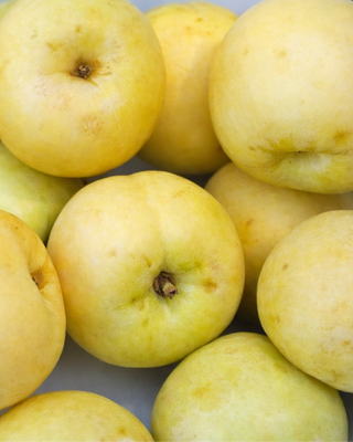 PIANTA DI PESCA SBERGIO "PRUNUS PERSICA"