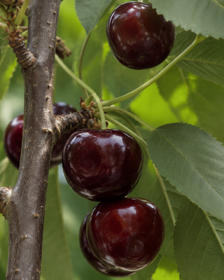 PIANTA DI CILIEGIA AMARENA DEL PIEMONTE "PRUNUS AVIUM"