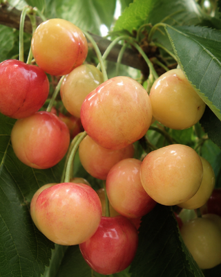 PIANTA DI CILIEGIA DURONA DELLA MARCA "PRUNUS AVIUM"