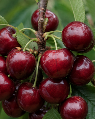 PIANTA DI CILIEGIA MARASCA "PRUNUS AVIUM"