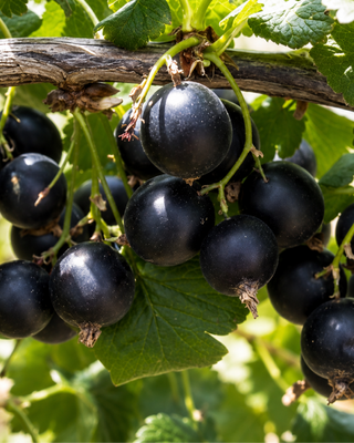 PIANTA DI JOSTA "RIBES NIDIGROLARIA"