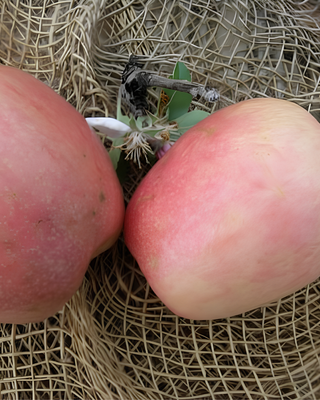 PIANTA DI MELA AGOSTANA "MALUS DOMESTICA"