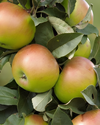 PIANTA DI MELA FRANCESCA "MALUS DOMESTICA"