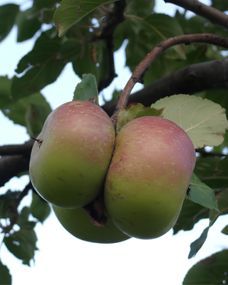 PIANTA DI MELA ROSA DEL MONTEFELTRO