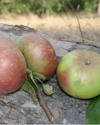 PIANTA DI MELA ROSA DEL MONTEFELTRO