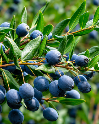 PIANTA DI MIRTO "MYRTUS COMMUNIS"