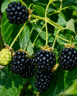PIANTA DI MORA SENZA SPINE "RUBUS FRUTICOSUS"
