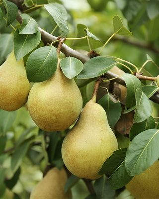 PIANTA DI PERA COSCIA "PYRUS COMMUNIS"