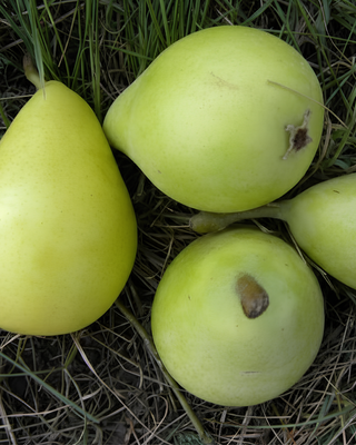 PIANTA DI PERA COSCIA "PYRUS COMMUNIS"