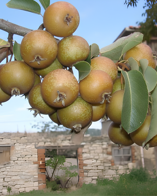 PIANTA DI PERA ROSSINA "PYRUS COMMUNIS"