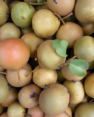 PIANTA DI PERA ROSSINA "PYRUS COMMUNIS"
