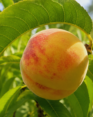 PIANTA DI PESCA FAYETTE “PRUNUS PERSICA”