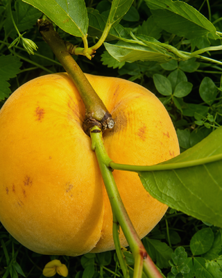 PIANTA DI PESCA PERCOCCA DI SETTEMBRE “PRUNUS PERSICA”