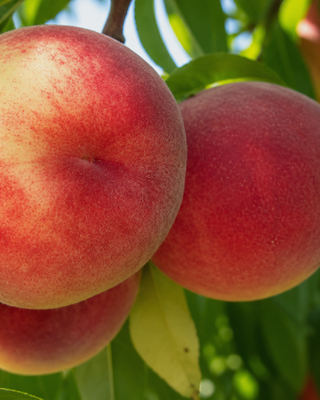 PIANTA DI PESCA PRECOCISSIMA “PRUNUS PERSICA”
