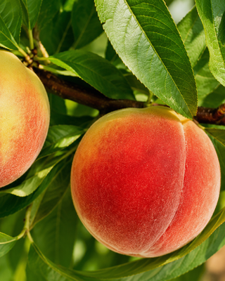 PIANTA DI PESCA REGINA DI LONDA “PRUNUS PERSICA”