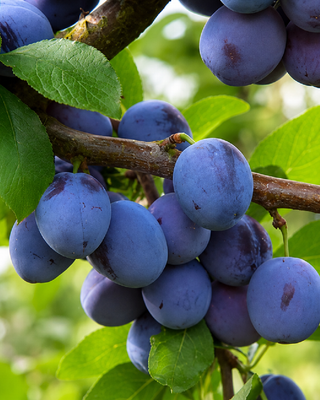 PIANTA DI SUSINA PRESIDENT "PRUNUS DOMESTICA"