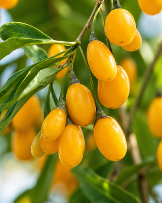 PIANTA DI GOJI GIALLO "LYCIUM BARBARUM"