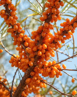 PIANTA DI OLIVELLO SPINOSO MASCHIO "HIPPOPHAE RHAMNOIDES"