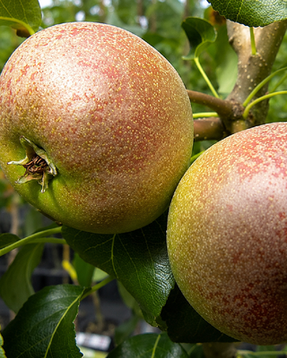 PIANTA DI PERA BROCCOLINA "PYRUS COMMUNIS"