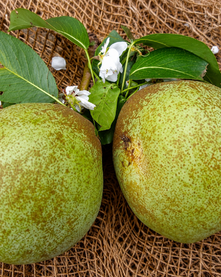 PIANTA DI PERA DECANA D'INVERNO "PYRUS COMMUNIS"