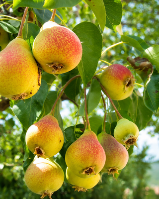 PIANTA DI PERA MOSCATELLA "PYRUS COMMUNIS"