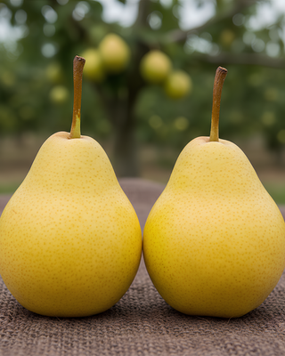 PIANTA DI PERA WILLIAM GIALLA "PYRUS COMMUNIS"