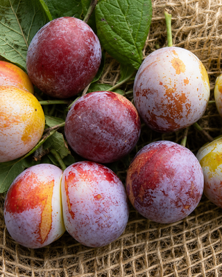 PIANTA DI SUSINA DI SAN SISTO "PRUNUS DOMESTICA"