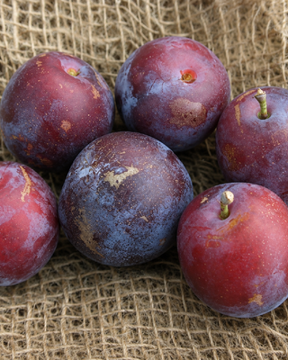 PIANTA DI SUSINA SANTA CLARA "PRUNUS DOMESTICA"