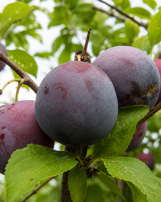 PIANTA DI SUSINA SANTA ROSA "PRUNUS DOMESTICA"