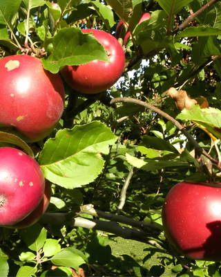 PIANTA DI MELA FRAGONA "MALUS DOMESTICA"