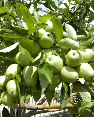 PIANTA DI MELA UNCINO "MALUS DOMESTICA"