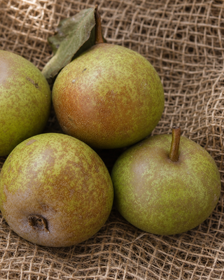 PIANTA DI PERA VOLPINA "PYRUS COMMUNIS"