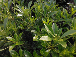 Pittosporum heterophyllum-Pitosporo o Pitosforo