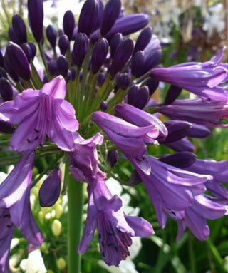 Agapanthus Poppin Purple