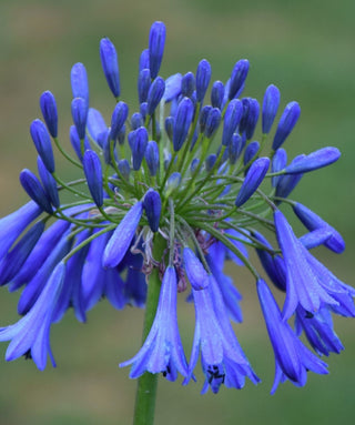 Agapanthus Praecox Orientalis Large White