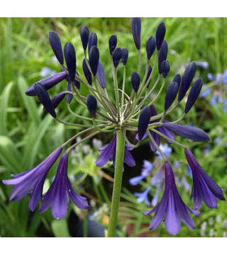 Agapanthus Purple Fountain
