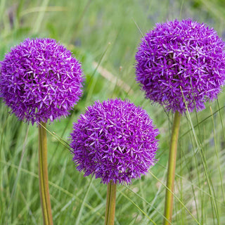 Allium Aflatunense Purple Sensation