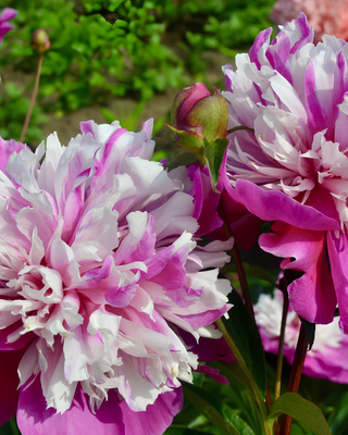 PEONIA QI HUA LU SHUANG