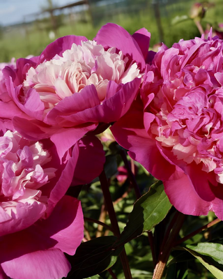 PEONIA QI HUA LU SHUANG