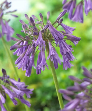 Agapanthus Radiant Star