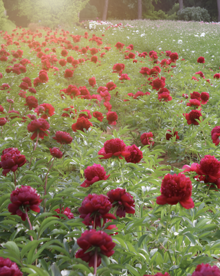 PEONIA RED CHARM