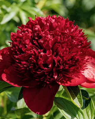 PEONIA RED CHARM