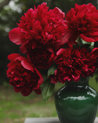 PEONIA RED CHARM