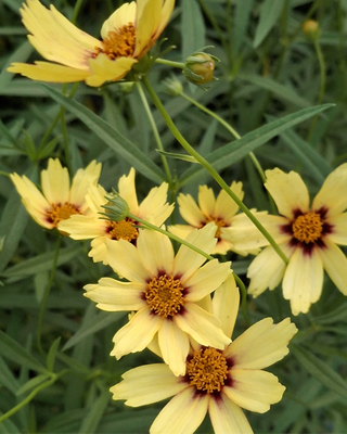 COREOPSIS "RED SHIFT"