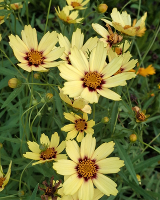 COREOPSIS "RED SHIFT"