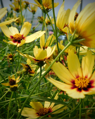 COREOPSIS "RED SHIFT"